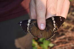 Imagem de Charaxes bipunctatus ugandensis Van Someren 1972