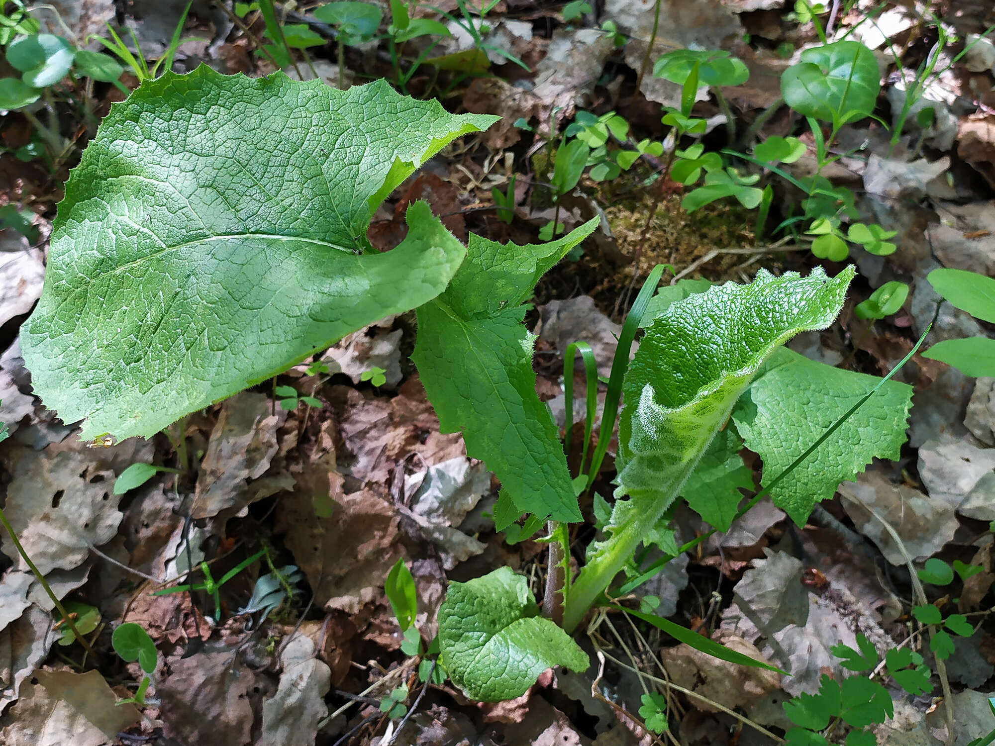 Image de Cicerbita macrophylla subsp. uralensis (Rouy) P. D. Sell