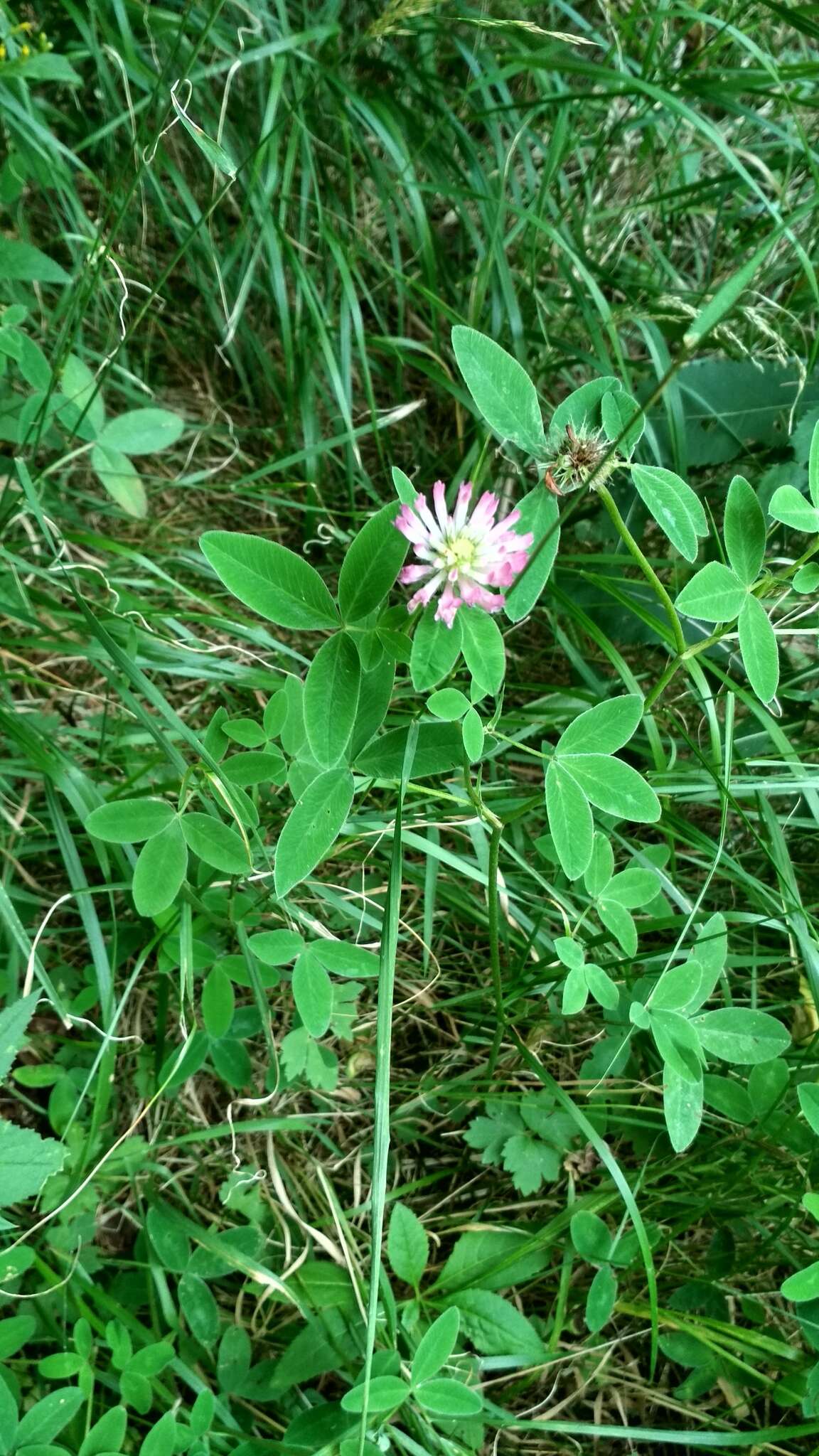 Image of zigzag clover