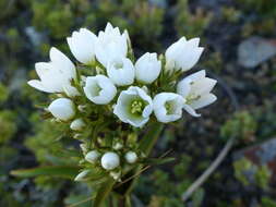 Image of Gentianella corymbifera subsp. corymbifera