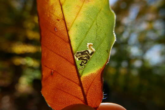 Sivun Stigmella tityrella (Stainton 1854) Hering 1957 kuva