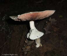 Image of Dark scaled mushroom