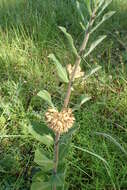 Image of pineland milkweed