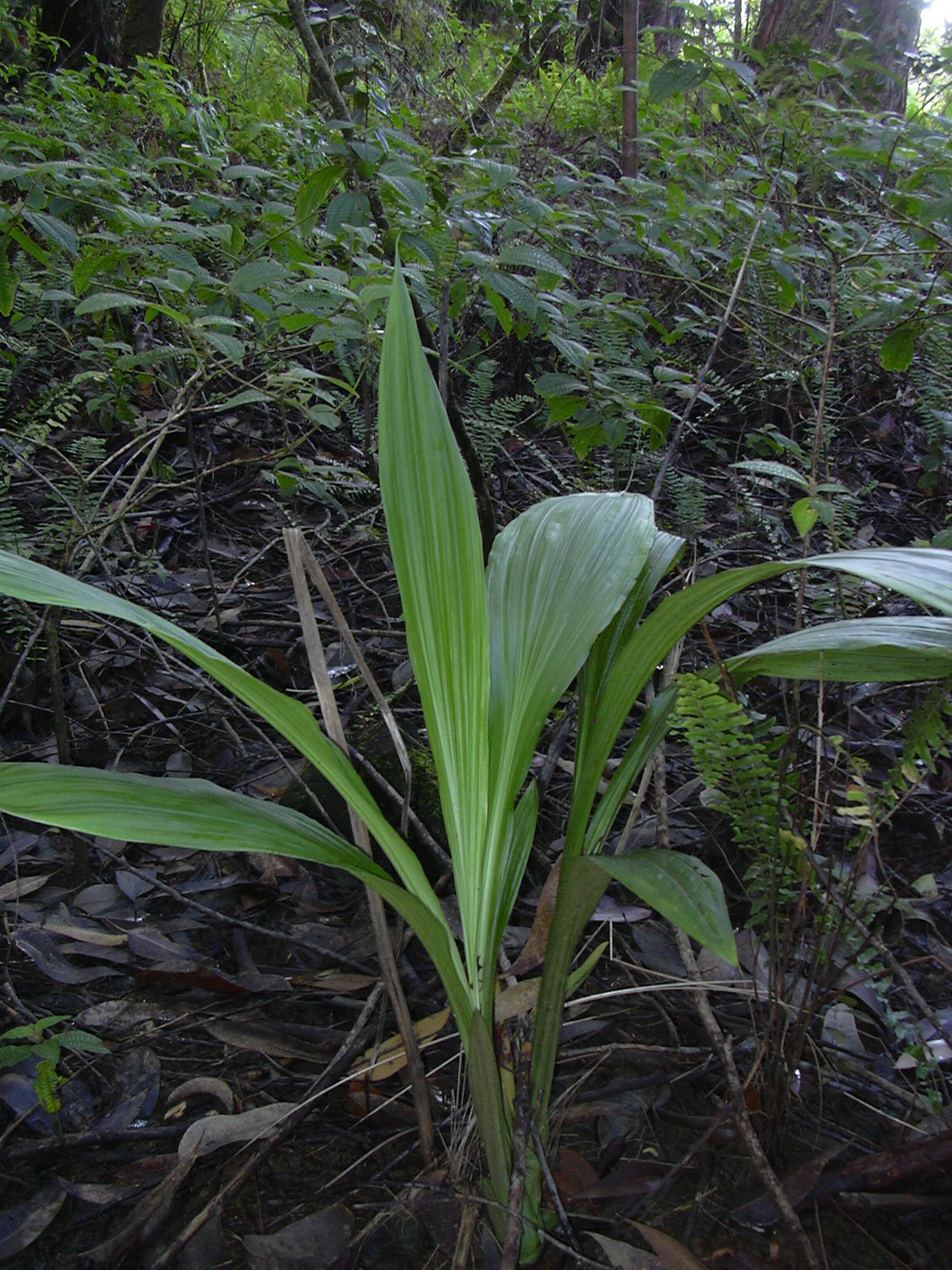 Ground Orchid Media Encyclopedia Of Life