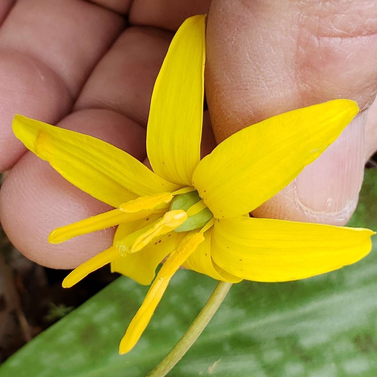 Image of dogtooth violet