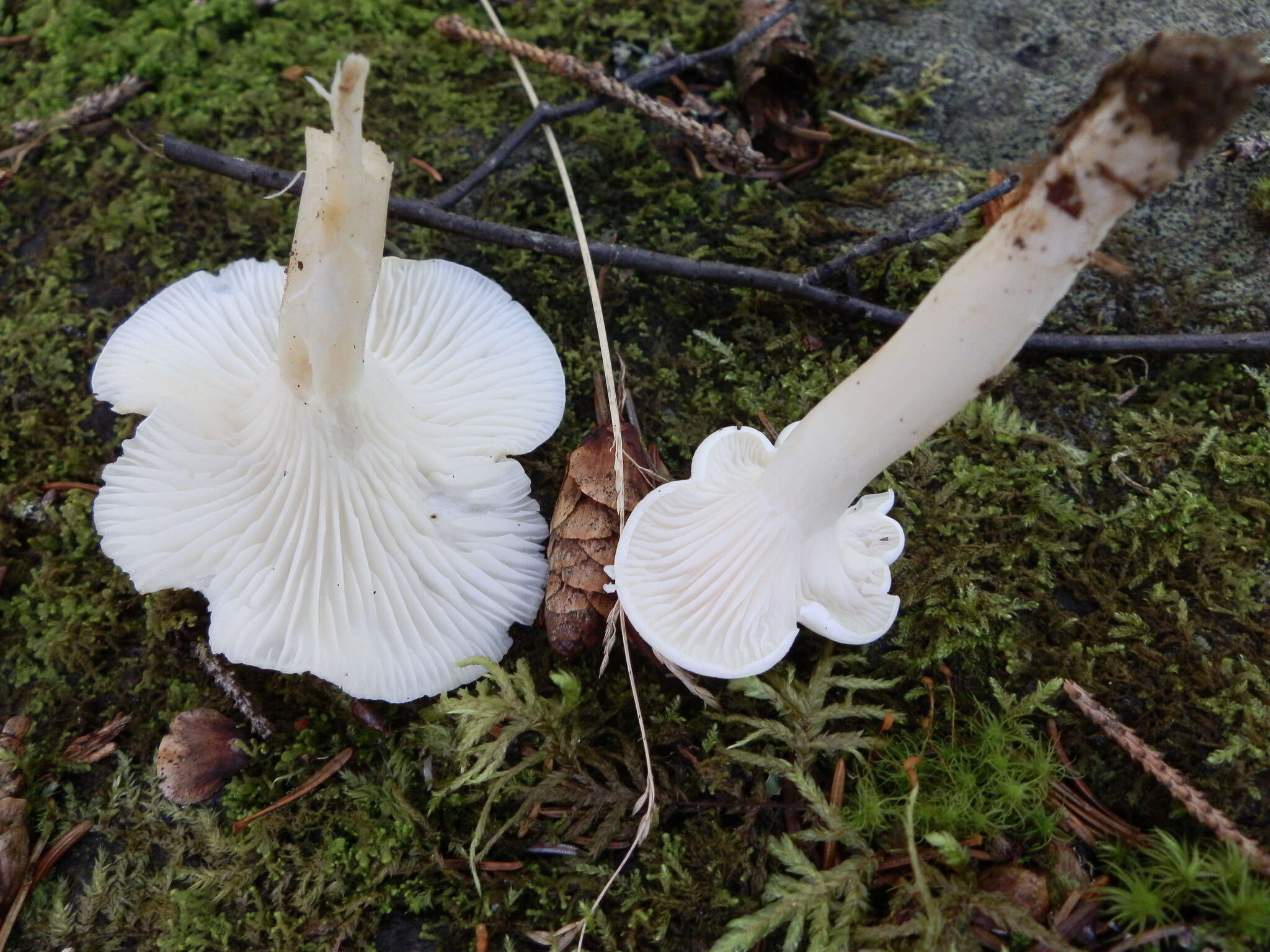 Слика од Hygrocybe angustifolia (Murrill) Candusso 1997