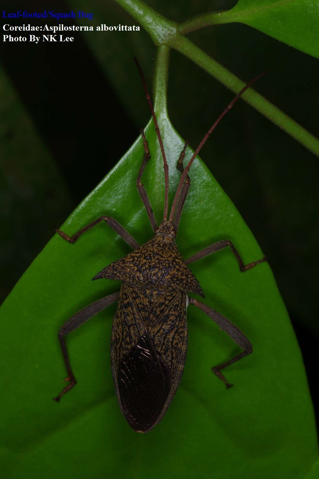 Image of Aspilosterna albovittata (Stål 1865)