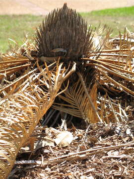 Image of Cycas armstrongii Miq.