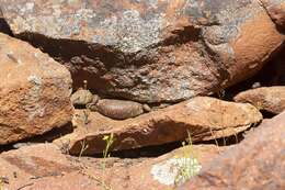 Image of Gidgee Skink