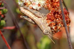 Oedaleonotus tenuipennis (Scudder & S. H. 1897)的圖片