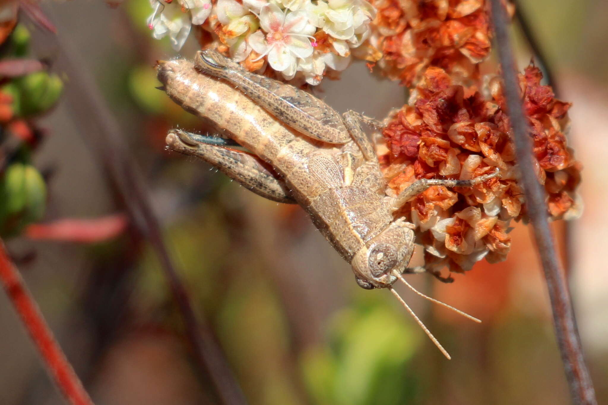 Oedaleonotus tenuipennis (Scudder & S. H. 1897)的圖片