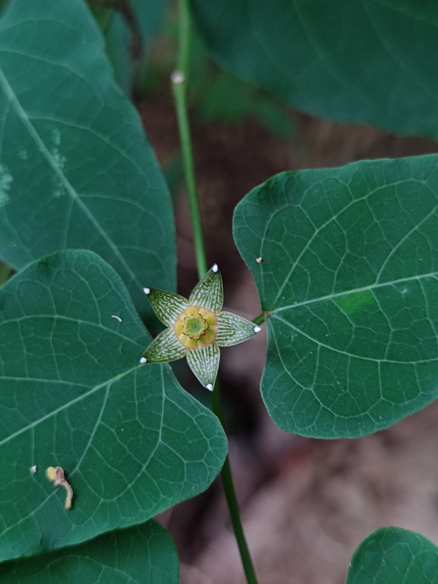 Sivun Matelea ocellata W. D. Stevens kuva