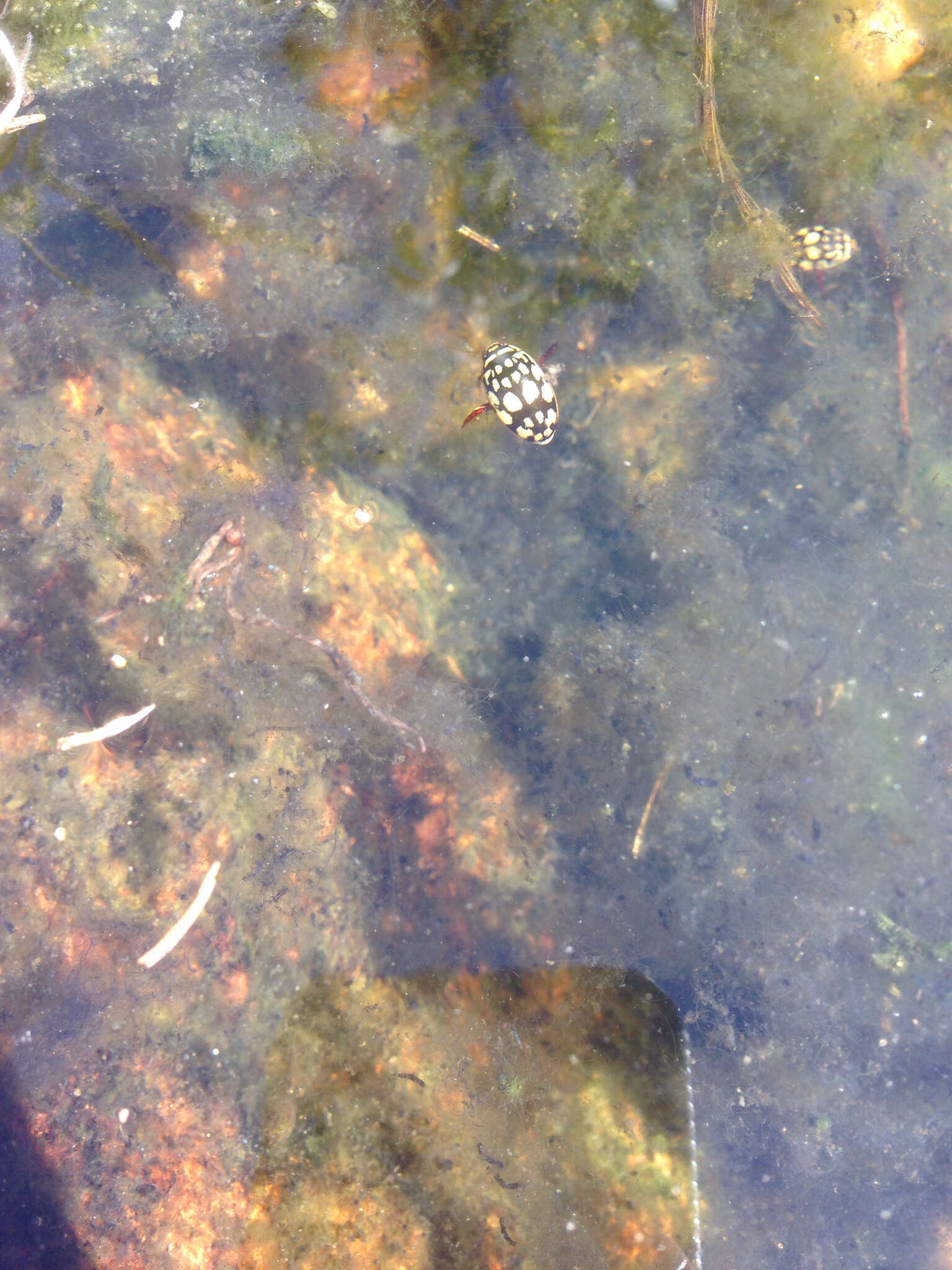 Image of Sunburst Diving Beetle