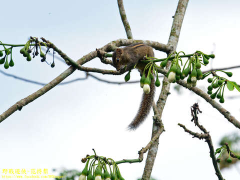 Imagem de Funambulus palmarum (Linnaeus 1766)