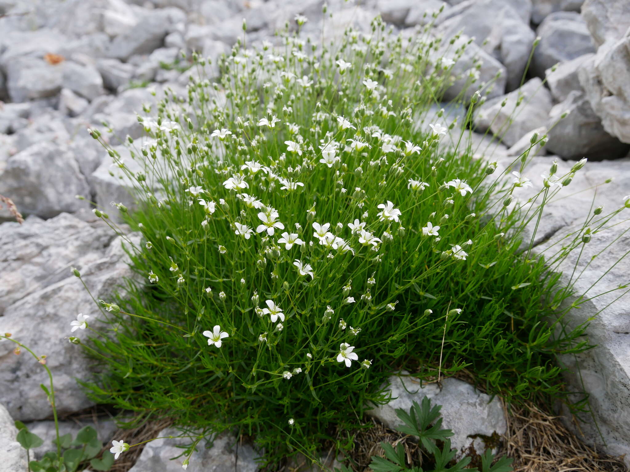 Imagem de Sabulina austriaca (Jacq.) Rchb.