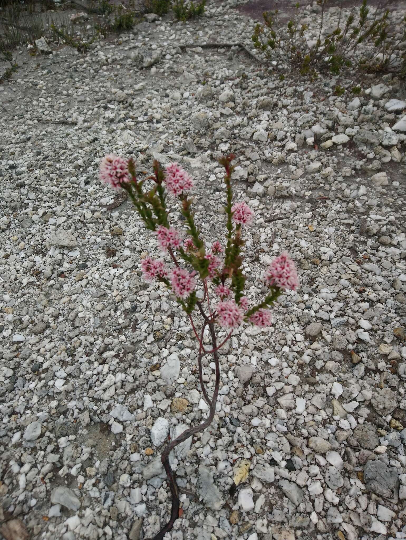 Image of Sprengelia incarnata Sm.