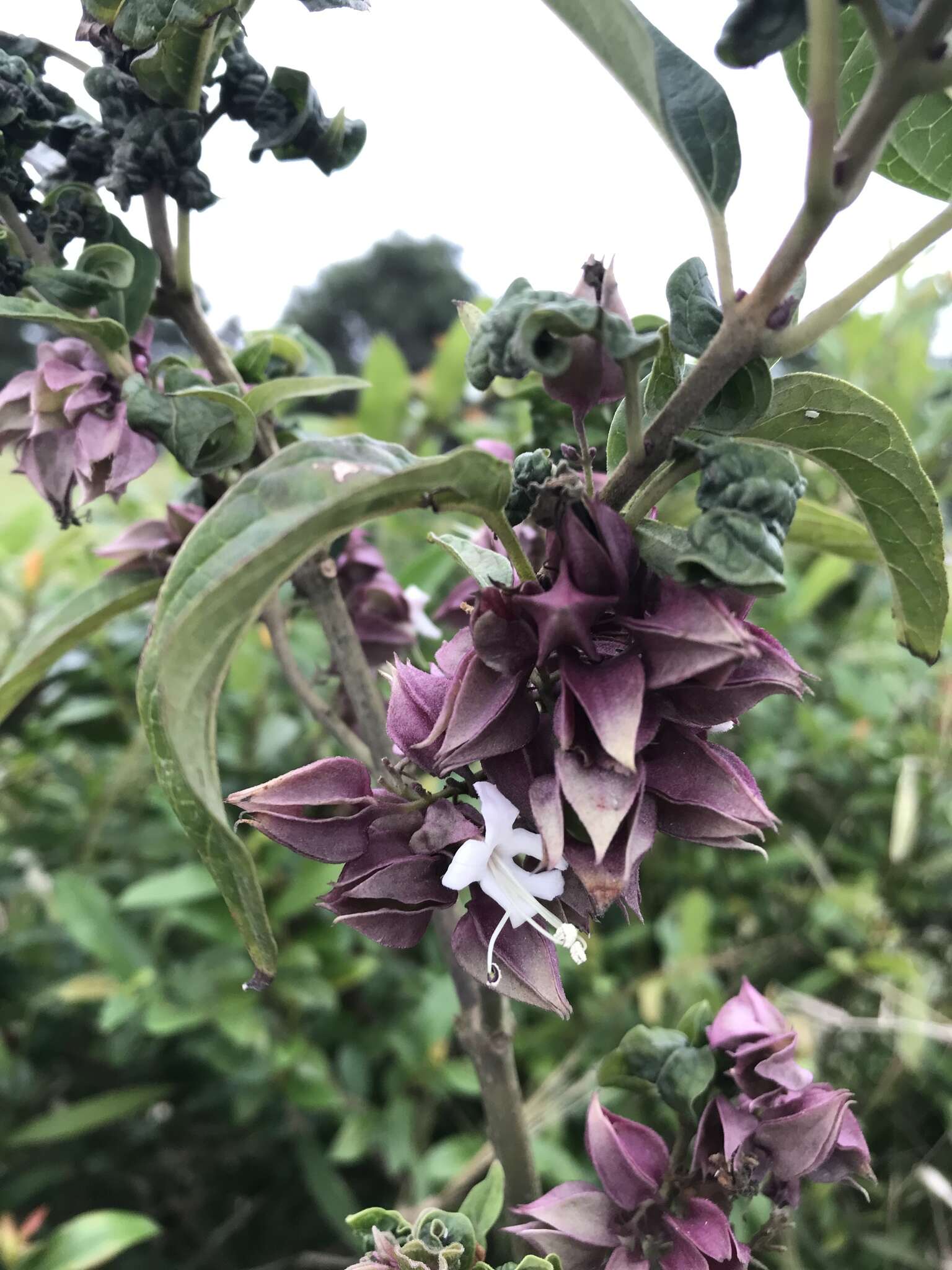 Image of Clerodendrum fortunatum L.