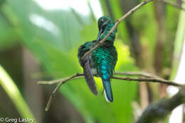 Image of White-tailed Sabrewing