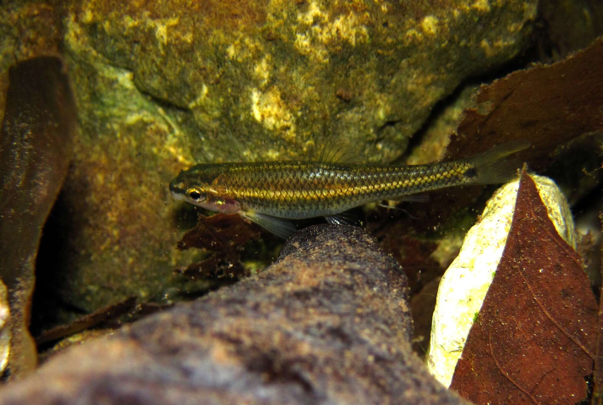 Image of Nueces roundnose minnow