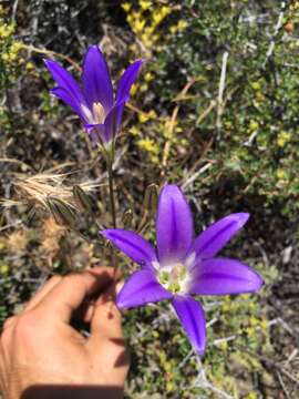 Sivun Brodiaea elegans subsp. elegans kuva