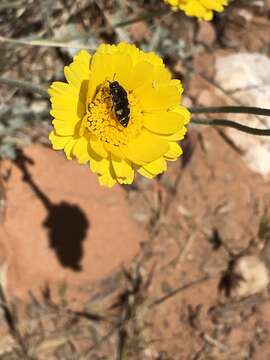 Image de Acmaeodera tuta Horn 1878