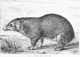 Image of Palawan Stink Badger