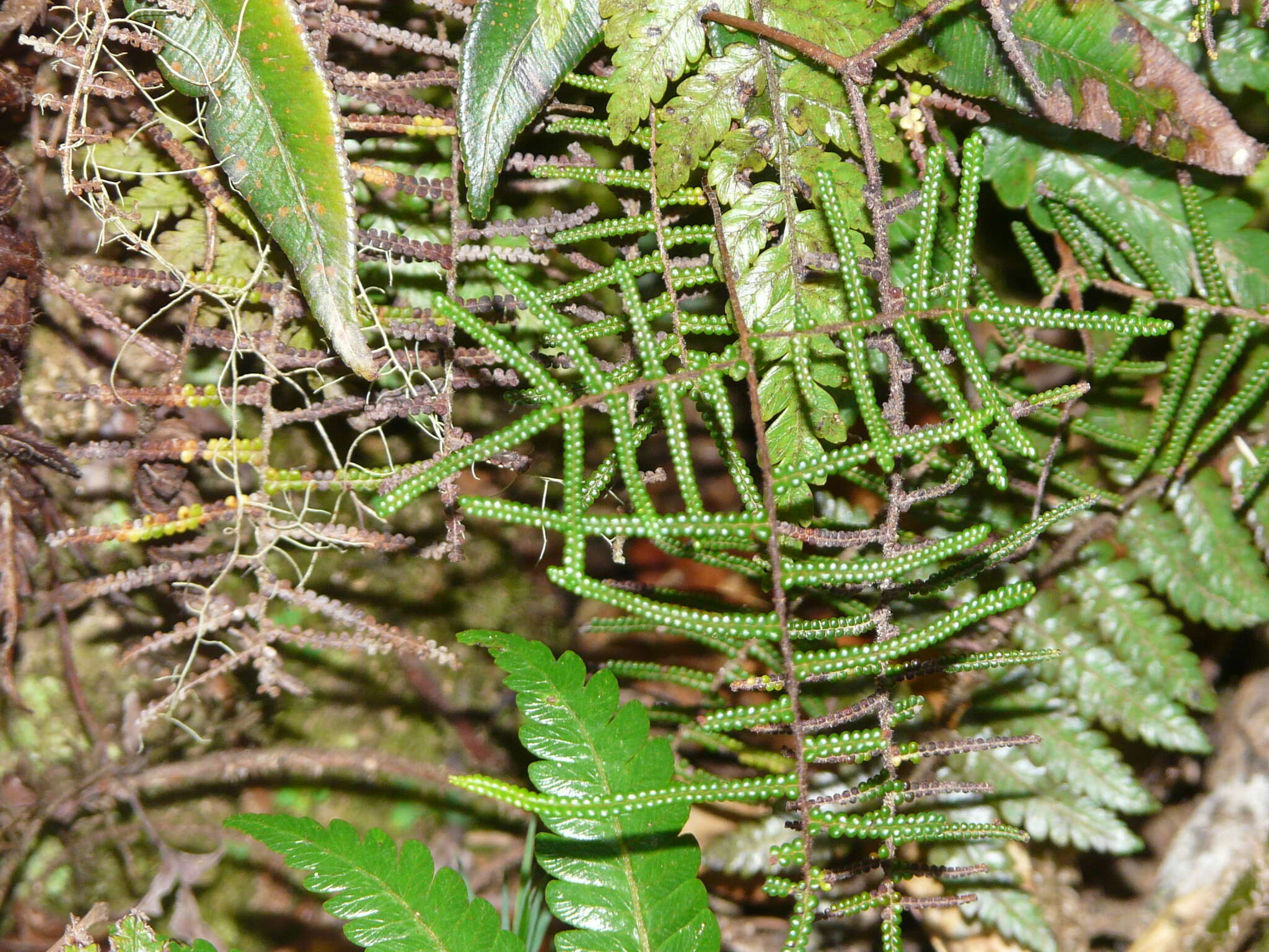 Image of Gleichenia vulcanica Bl.