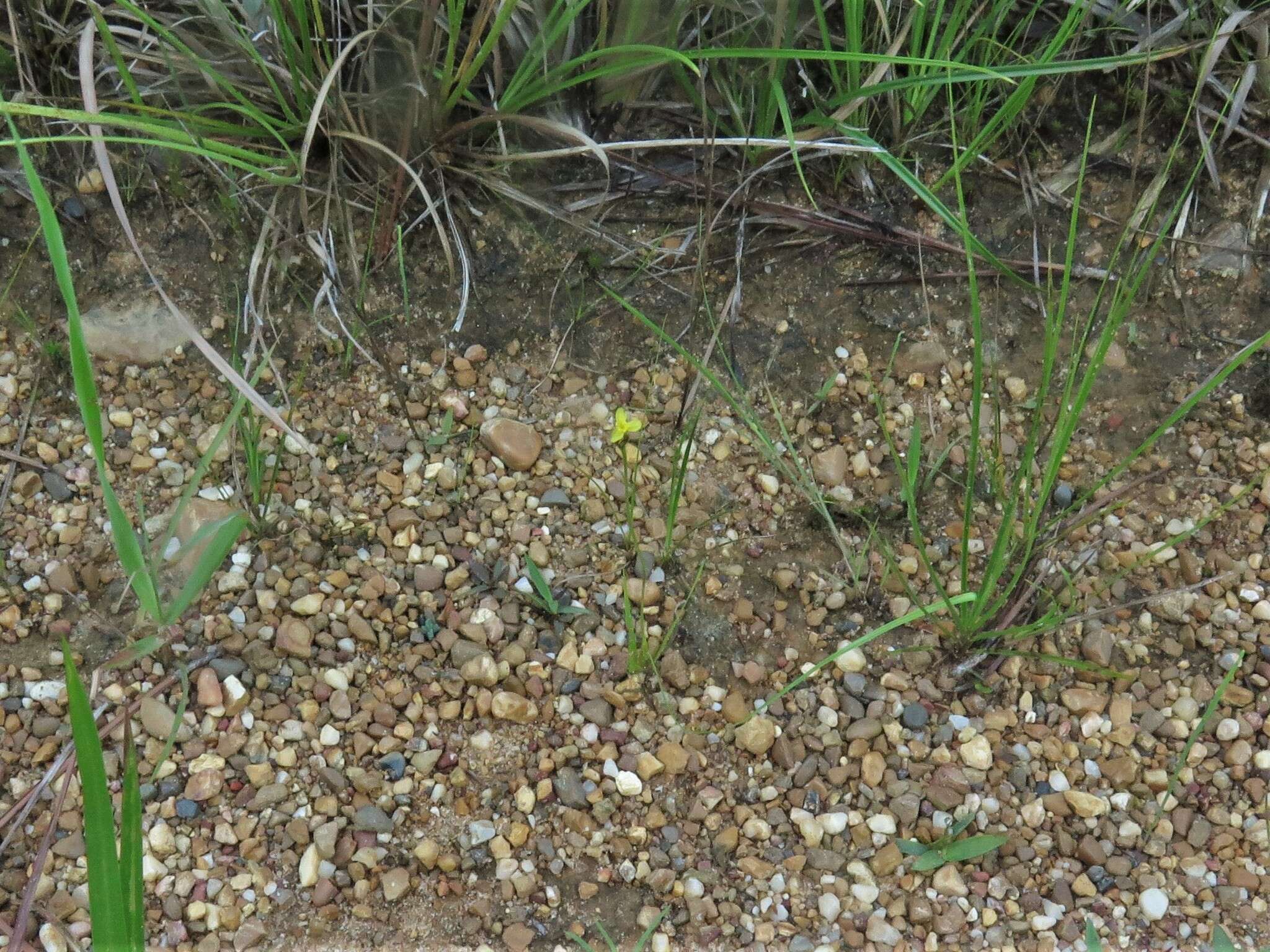 Image of Curtiss' yelloweyed grass