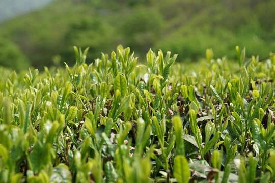 Image of Tea plant