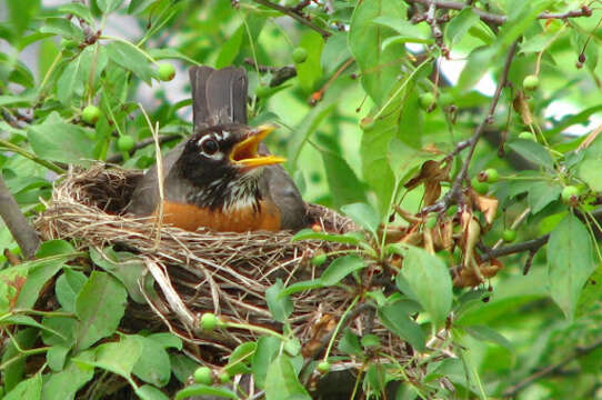 Image of American Robin