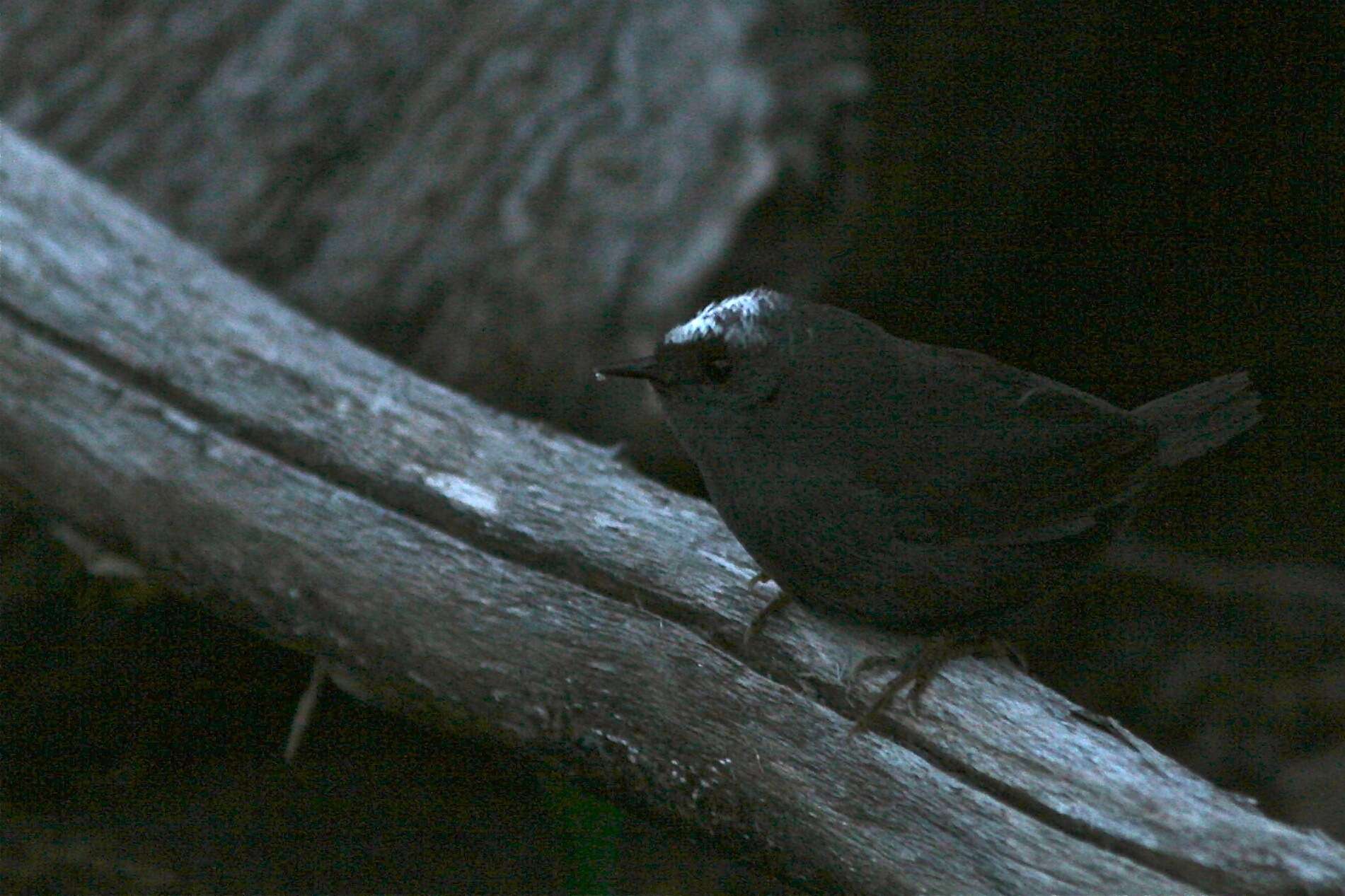 Image of Magellanic Tapaculo