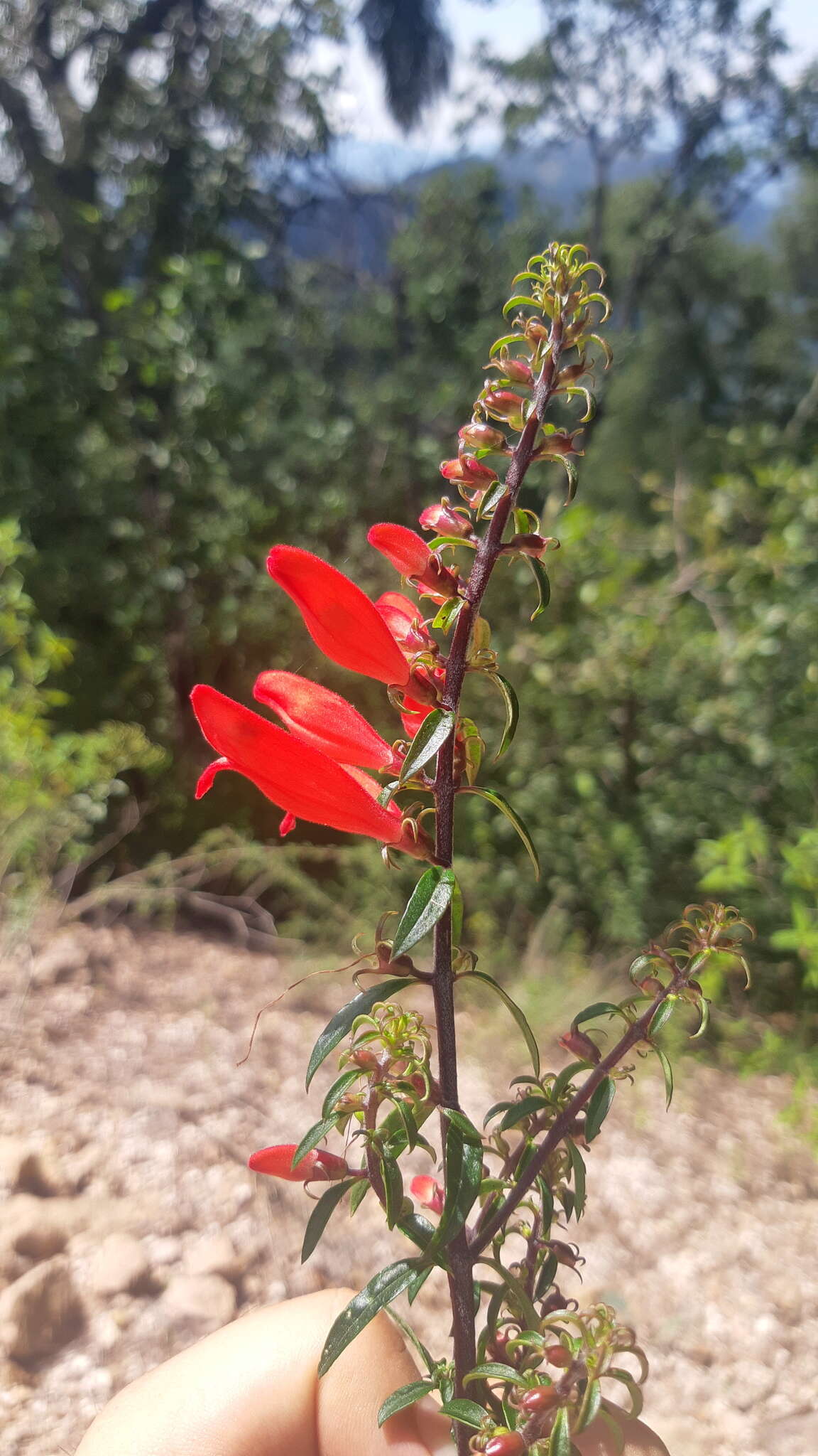 Image of Lamourouxia longiflora Benth.