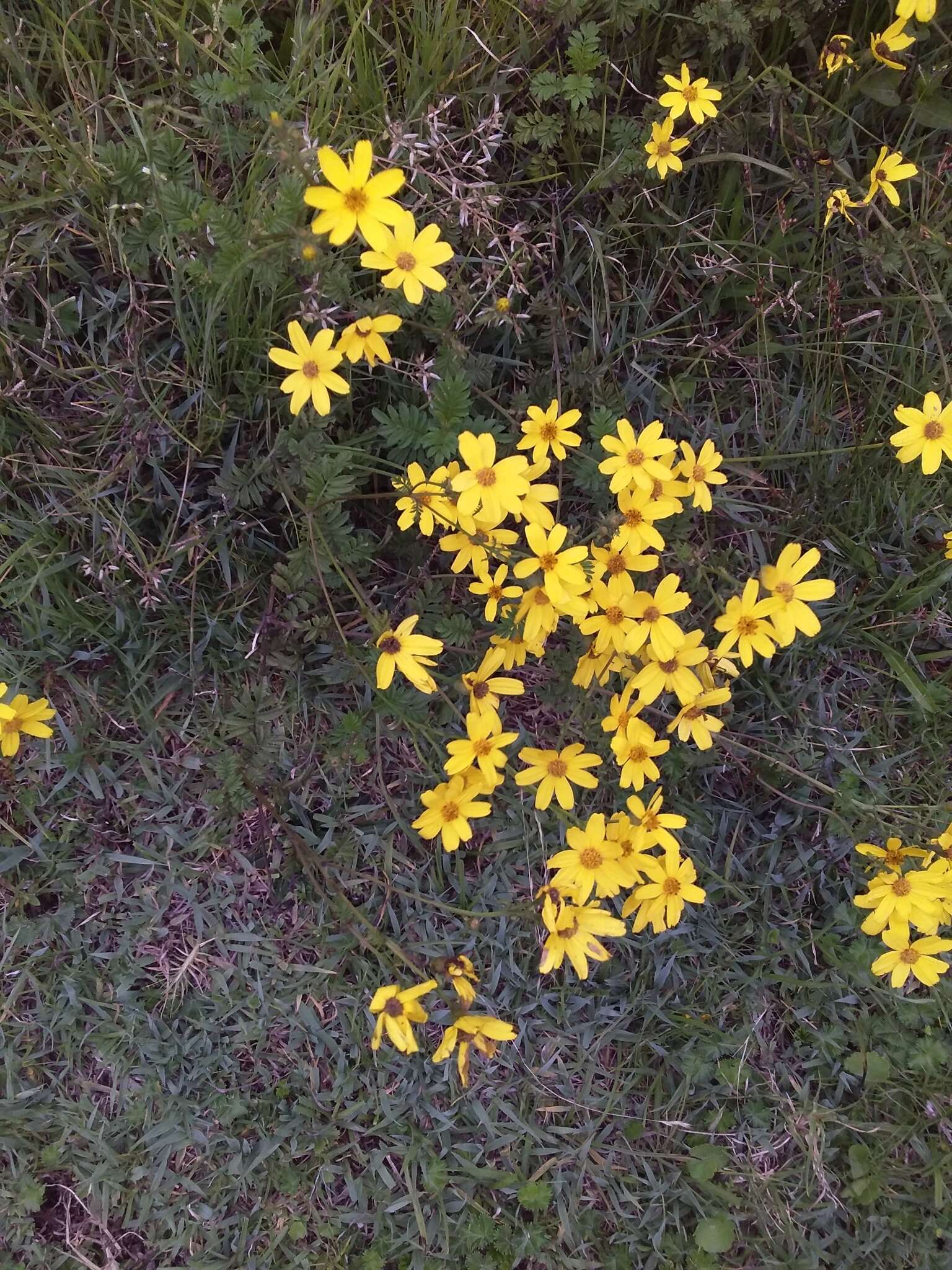 Imagem de Tagetes zypaquirensis Humb. & Bonpl.