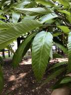 Image de Quercus acutissima Carruth.