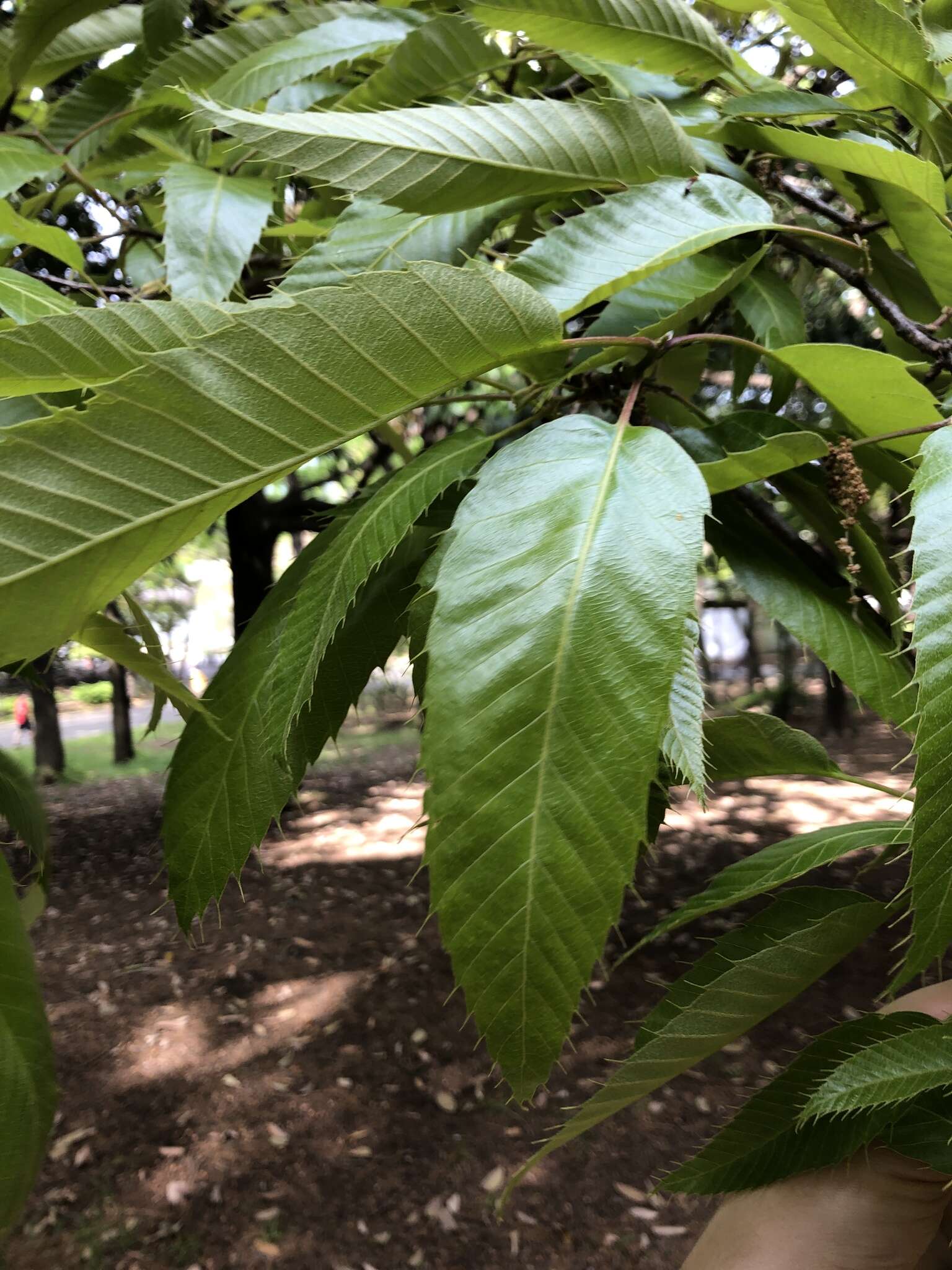 Image de Quercus acutissima Carruth.