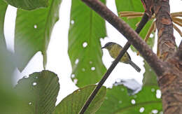 Image of Yellow-breasted Antwren