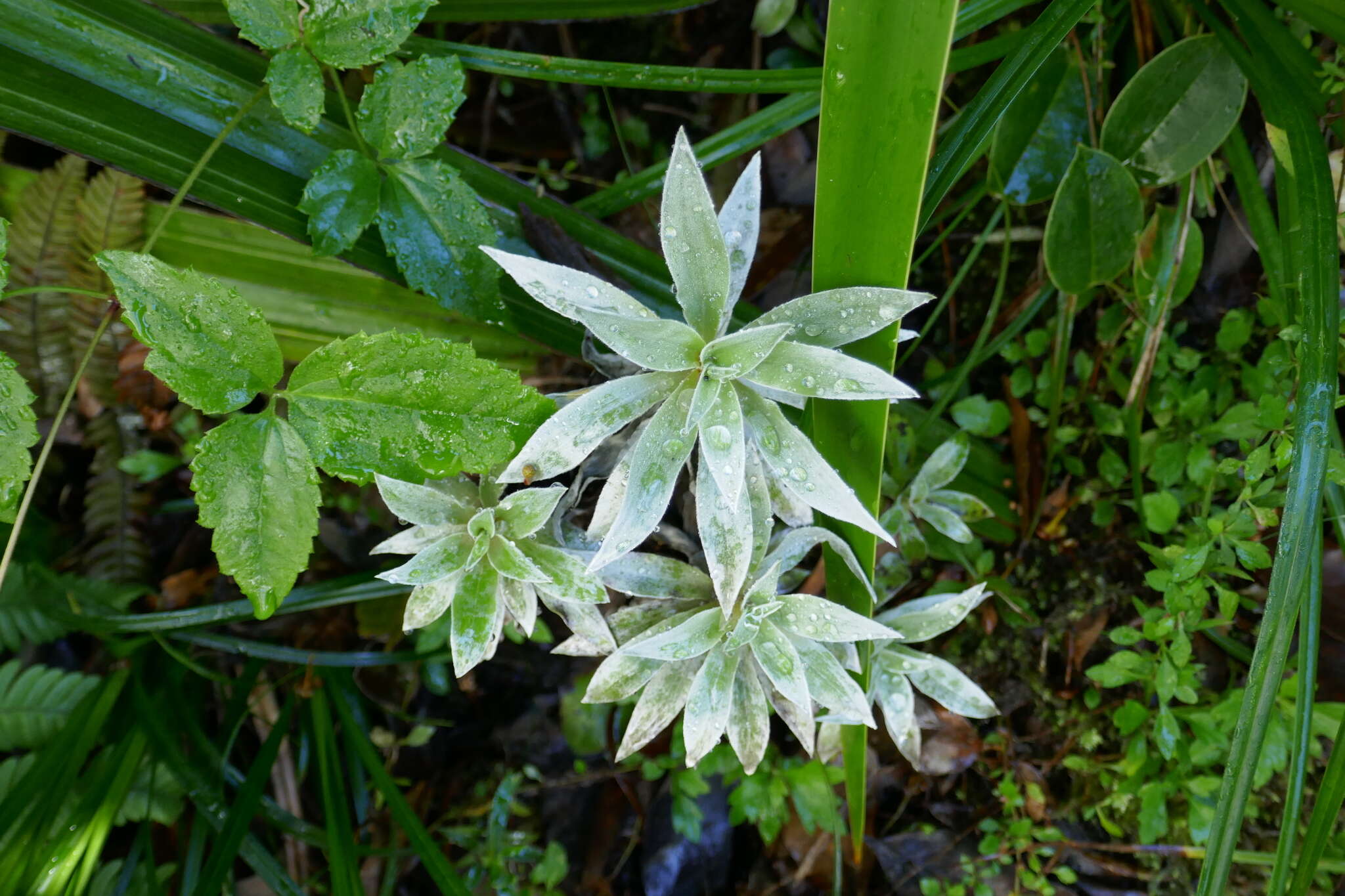 Image of Helichrysum heliotropifolium (Lam.) DC.