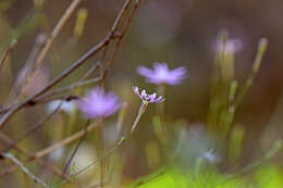 صورة Silene corinthiaca Boiss. & Heldr.