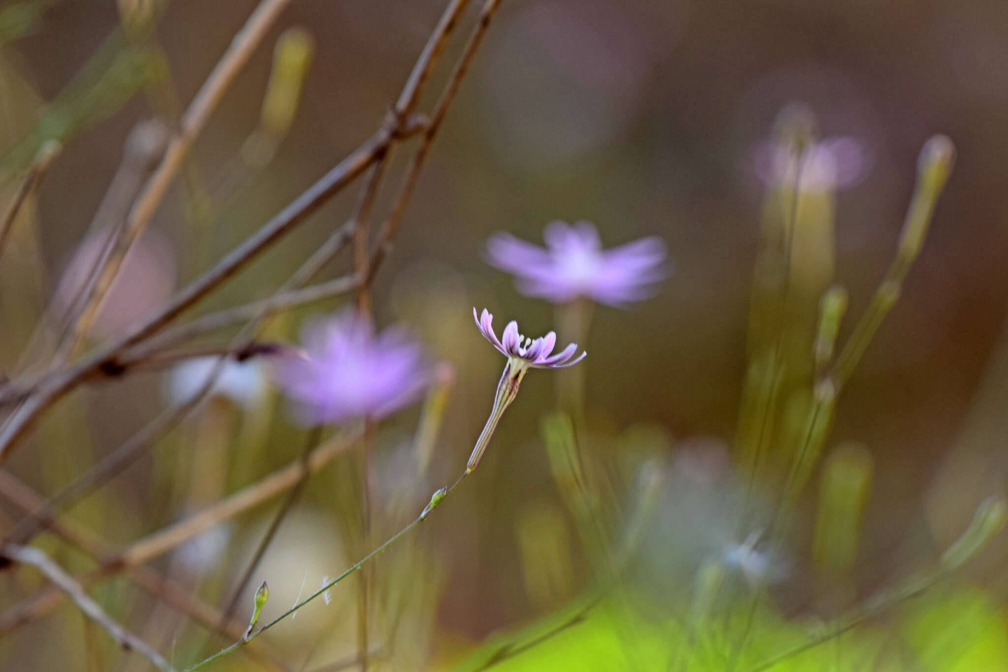 Image of Silene corinthiaca Boiss. & Heldr.