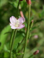 Image of american willowherb