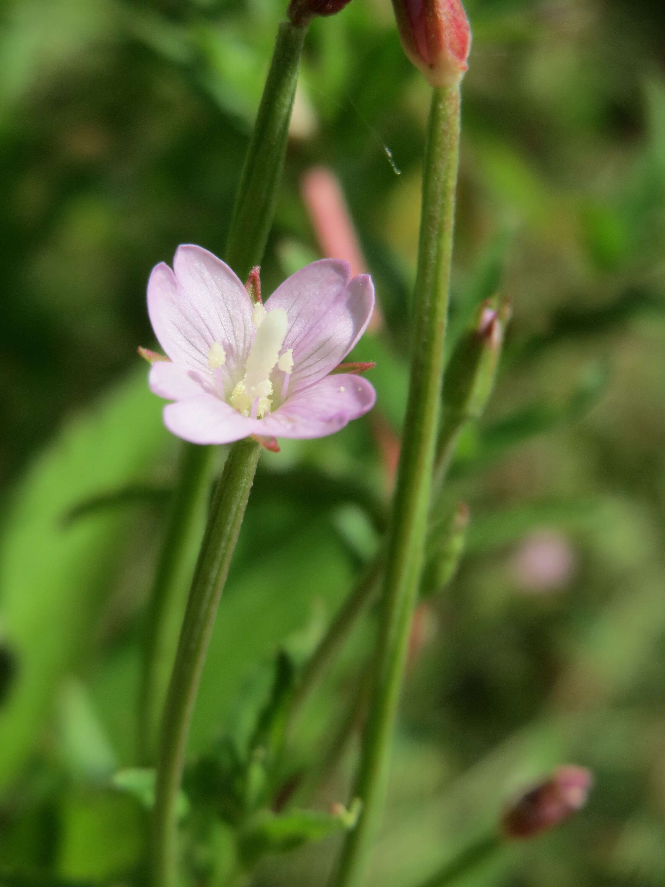 Image of american willowherb