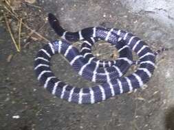 Image of Many-banded Krait