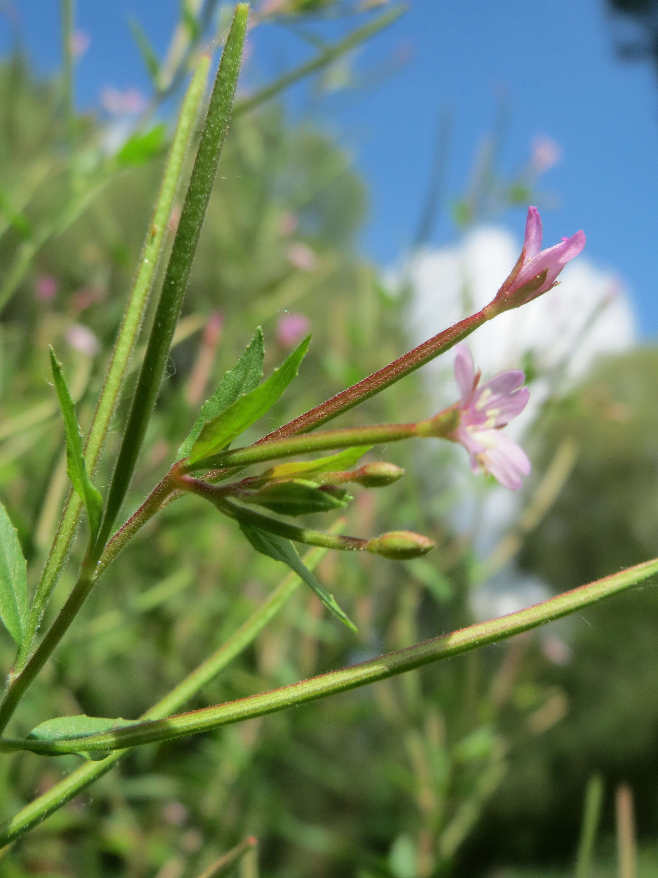 Image of american willowherb