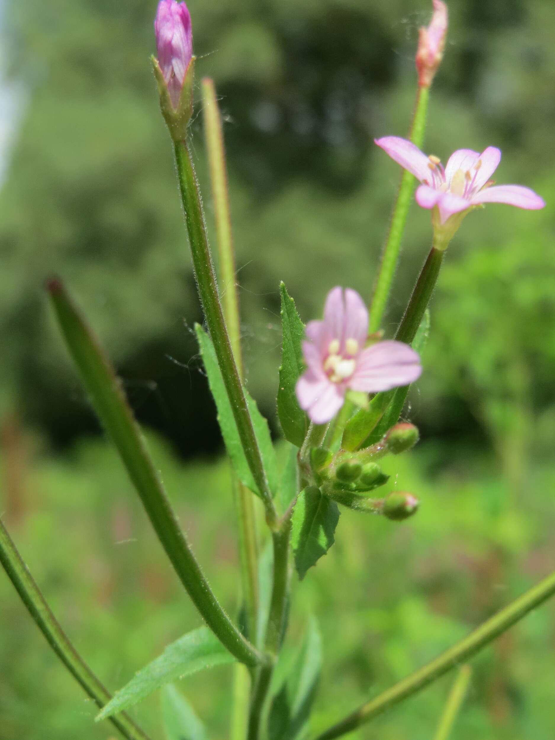 Image of american willowherb