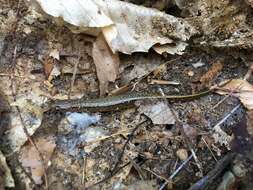 Image of Southern Two-lined Salamander