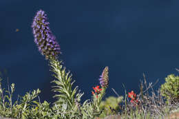 Image of pride of Madeira