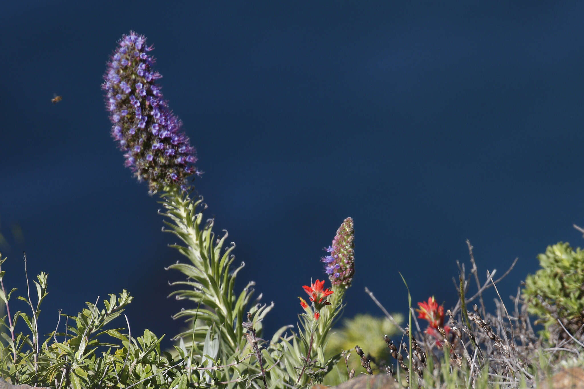 Imagem de Echium candicans L. fil.