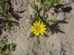 صورة Gazania rigens var. uniflora (L. fil.) Rössl.