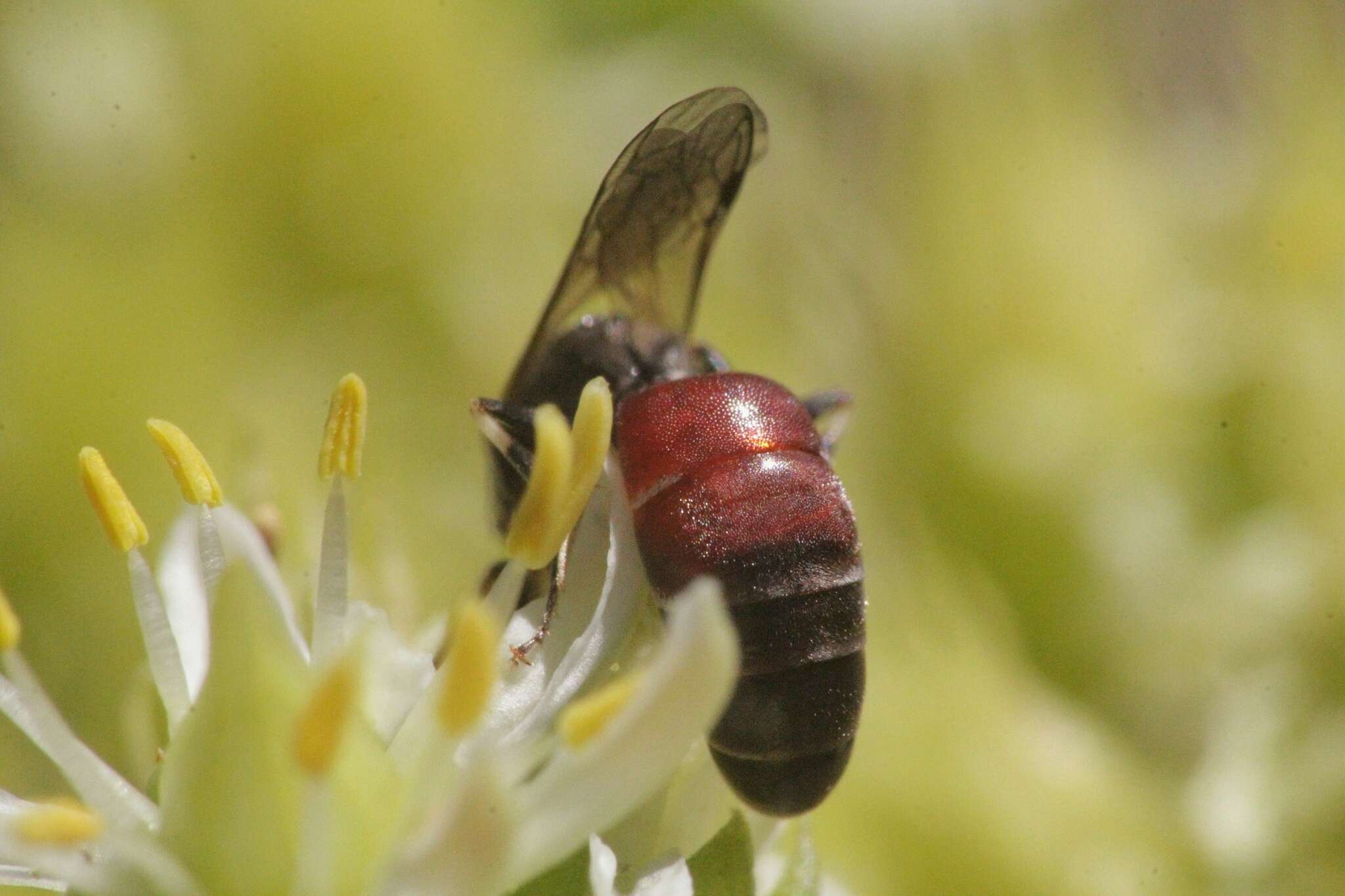 Image of Hylaeus meridionalis Förster 1871