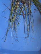 Imagem de Juncus alpinoarticulatus Chaix